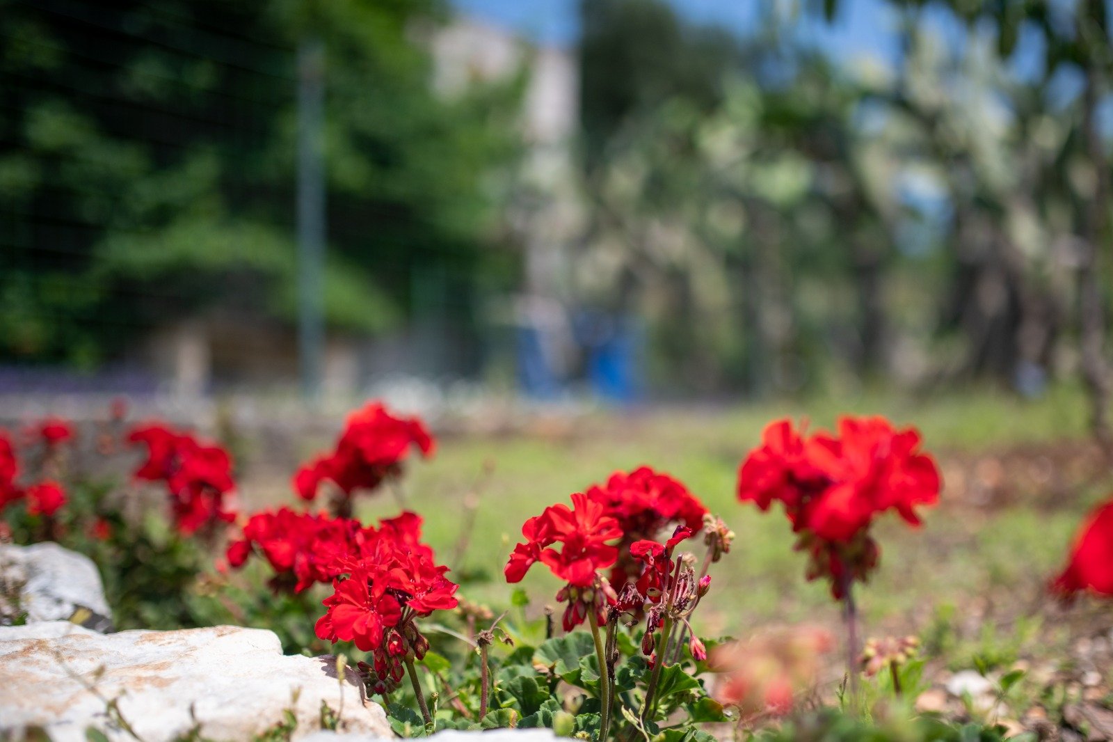 Red geraniums in bloom in the garden of Masseria Bel Cortile